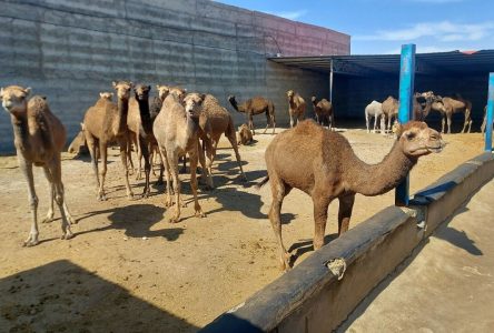 موفقیت فائو و ایران در حفظ آینده شتر دوکوهانه