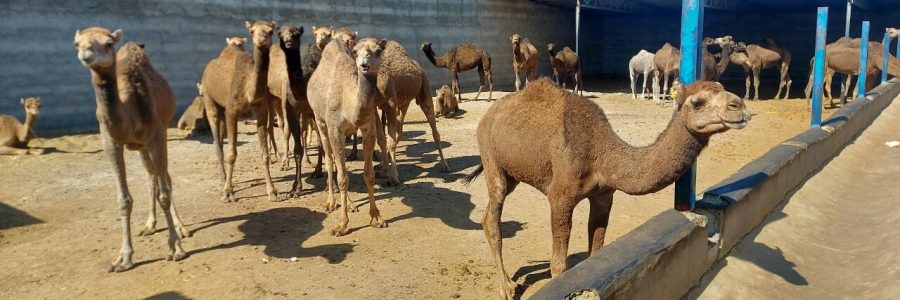 موفقیت فائو و ایران در تضمین آینده شتر دوکوهانه