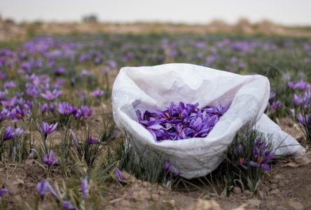 حذف شدن عوارض فروش خارجی زعفران