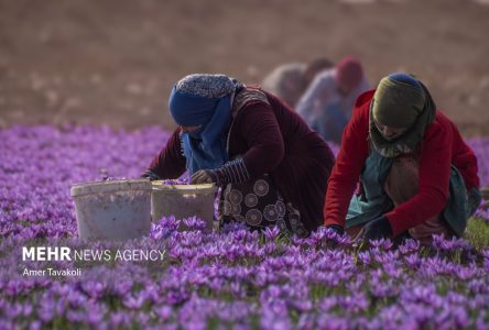 ساخت و ساز و فروش خارجی ۱۵۰ تن زعفران در ۸ ماه امسال