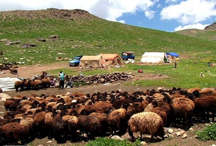 ساخت و ساز قراردادی شش میلیون سر دام در عشایر کشور