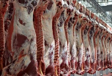 فروش بیش از ۳۳ تن گوشت قرمز در بهمن‌ماه سال جاری