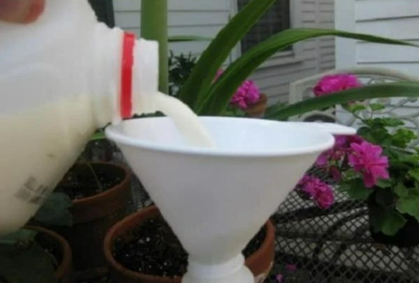 استفاده از شیر برای گیاهان