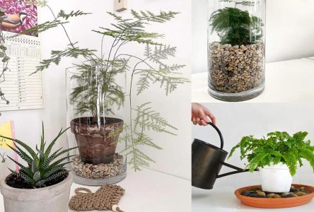 آشنایی با نقطه دورافتاده گلدانی: همه چیز درباره گیاهان آپارتمانی و روش تهیه آن