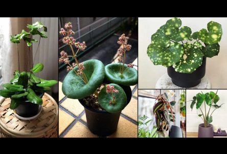 آشنایی با گیاهان خانگی عجیب و غریب | کشف عجیب‌ترین و شگفت‌انگیزترین گیاهان آپارتمانی