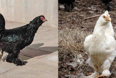 قابلیت سوددهی در پرورش مرغ مرندی به چه اندازه است؟