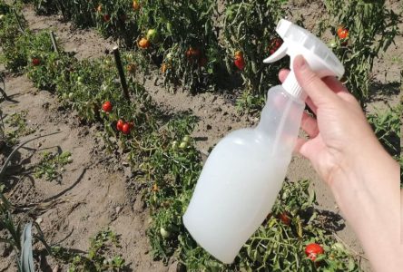 : 8 روش جالب استفاده از شیر خوراکی در باغبانی و نگهداری از گیاهان که شاید از آنها آگاه نباشید
