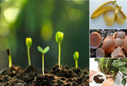 پنج روش ساده برای ساخت و ساز کود گیاهی خانگی و بهبود رشد گیاهان آپارتمانی