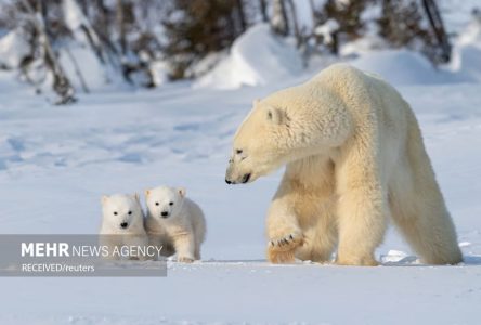 ساخت و ساز لباس‌های گرم با الهام از خرس قطبی