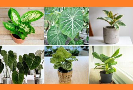 هفت گیاه پر شاخ و برگ برای افزودن روشنایی به هر فضای منزل شما