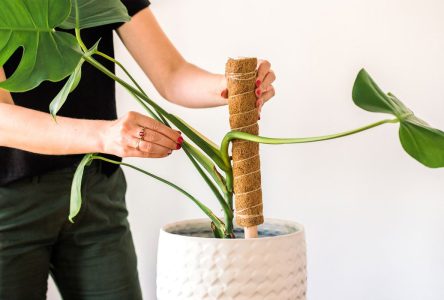۵ گزینه مناسب برای گیاهان آپارتمانی و داربست