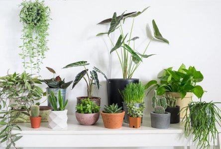 شناختن مد روز جدید گیاهان آپارتمانی برای سال 2024 در خانه
