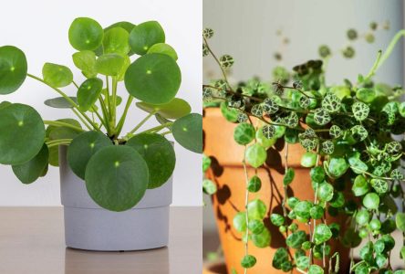 : ده گونه گیاه زیبا با برگ های گرد و کروی برای زینت منزل شما