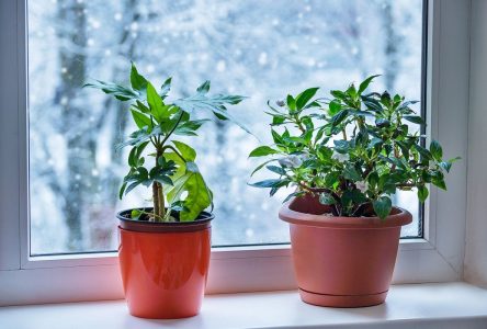 چگونه گیاهان آپارتمانی می توانند به افسردگی زمستانی انسان ها مقابله کنند؟