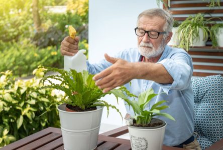 :  گیاهان آپارتمانی مناسب برای سالمندان که در صورت فراموشی مفید هستند