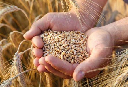 فعالیت تعاون روستایی در فرآوری ۱۰۸۰۰ تن بذر اصلاح شده گندم و جو