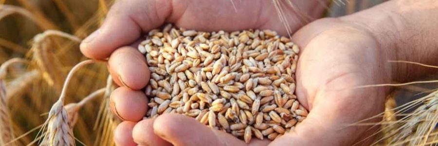 فرآوری ۱۰۸۰۰ تن بذر اصلاح شده گندم و جو توسط تعاون روستایی