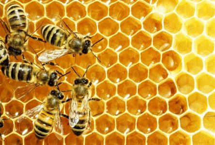 پیش‌بینی ایجاد ۴۷ زنجیره ارزش محصولات زنبور عسل در برنامه هفتم