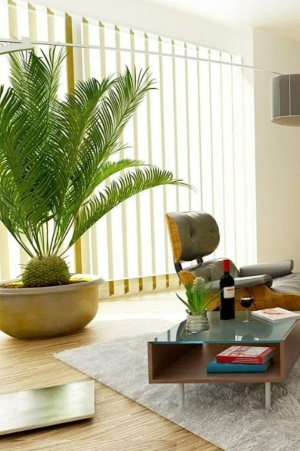 گیاهان بزرگ برای اتاق نشیمن با نور مناسب