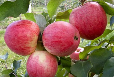 ۱۳ ویژگی منحصر به فرد و شگفت‌انگیز سیب گلاب