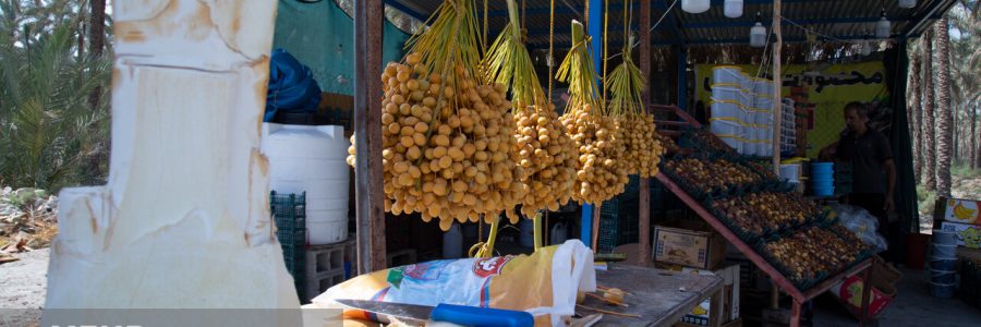 ۷۰ کشور جهان خریدار انواع و اقسام خرمای ایرانی