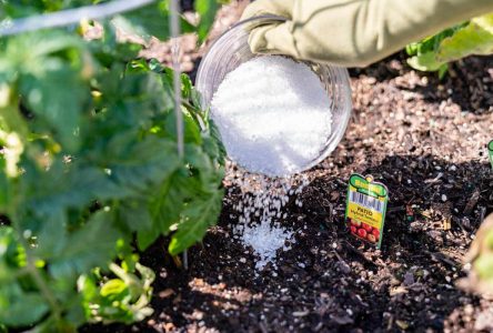 : تاثیرگذاری نمک اپسوم برای گیاهان آپارتمانی به طرز شگفت‌انگیز