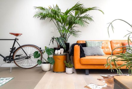 ۱۸ تا از ایده‌های قرار دادن گیاهان آپارتمانی بزرگ در گوشه‌های اتاق نشیمن