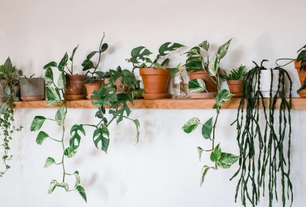 :  ۱۰ ایده خلاقانه برای کاشت گیاهان در فضای محدود آپارتمان
