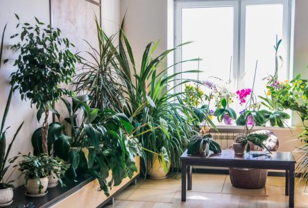 پروده‌هایی از طبیعت: شش گیاه آپارتمانی برای تبدیل فضا به جنگل