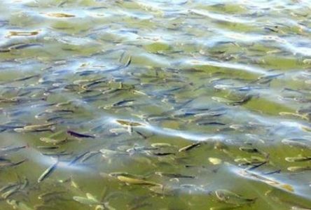 افزایش ۱۱ درصدی آزادسازی بچه ماهی در دریای خزر و منابع آبی‌های داخلی ایران