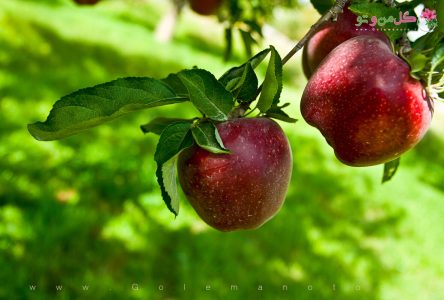 تجدید نظر در دستورالعمل‌های جدید برای تولیدکنندگان سیب درختی