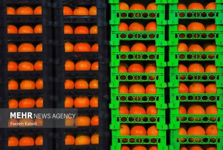 ذخیره سازی بیست هزار تن سیب و پرتقال برای استقرار قیمت در بازار نوروز