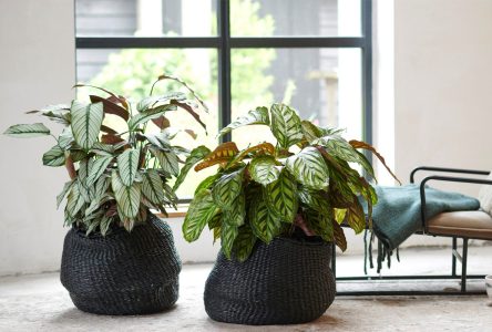 ۸ گونه از بهترین گیاهان آپارتمانی با برگ‌های سبز و سفید که جذاب و خیره کننده هستند