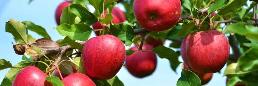 عوارض صادراتی سیب لغو شد 