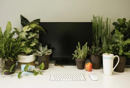 پنج گیاه خوش شانس برای قرار دادن در محل کار خود