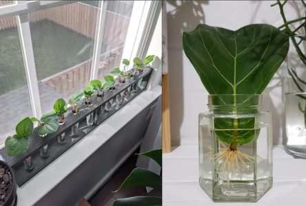 روش ساده تکثیر و رشد ۱۰ گیاه آپارتمانی با یک برگ