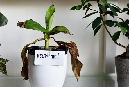 راه حل‌های پنج مشکل رایج گیاهان آپارتمانی را بیابید و گیاهان خود را نجات دهید