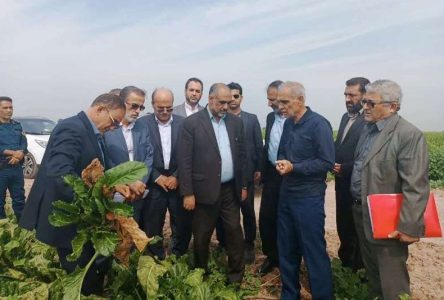 بازدید وزیر جهاد زراعت از مزارع دزفول