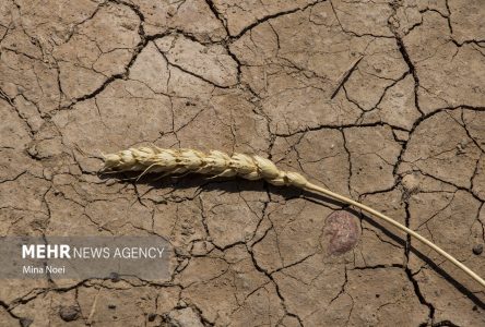 تسهیلات مالی برای کشاورزان خسارت دیده از حوادث غیرمنتظره موقتا تعلیق شد