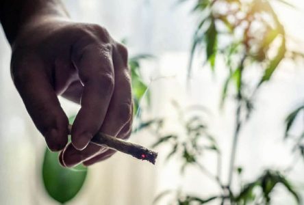 گیاهان تصفیه کننده هوا برای تنفس پاک در آپارتمان مبارزه با دود سیگار