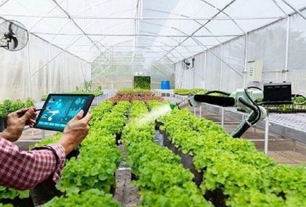 فناوران ایرانی بستر نرم‌افزاری یکپارچه هوشمندسازی زراعت را طراحی کردند.